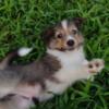 AKC registered sheltie puppy