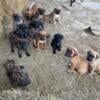 English Mastiff puppies