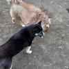 2 wooly Siberian husky puppies.