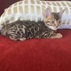 Bengal Kittens Available!