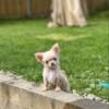 Adorable Cream/White Appleheaded Chihuahua Puppy