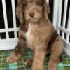 Gorgeous Chocolate Merle F1BB Goldendoodle puppies