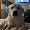 Looking to rehome two Great Pyrenees