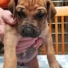 Puppies Rhodesian Ridgeback