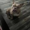 Exotic bully