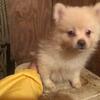 Pomeranian Pups,CKC registered, 12 weeks old