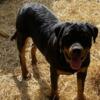 Year old AKC Euro lines Rottweiler