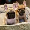 French Bulldog Male Puppies