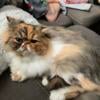 Lowered fee Female extreme Persian cfa registered