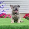 11 Wk Old Rare Fluffy Frenchie Pups Ready To Melt Your Heart!