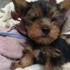 York terrier