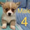 AKC Welch, Pembroke, corgi puppies