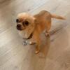 Female Almost 1yr Old Chihuahua