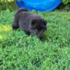 AKC Male chow chow 9 weeks old