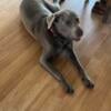 Silver lab looking for home