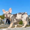 Two female frenchies 