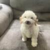 Mini goldendoodle puppies Ckc