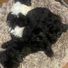 Shih Tzu puppies 