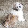 Male Shih Tzu pups
