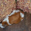 Abyssinian guinea pigs