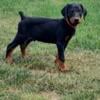 Doberman puppies for sale Red Collar