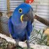 Hyacinth Macaw