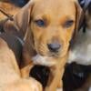 Catahoula puppies need homes ASAP!