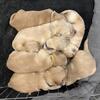 Golden Retriever puppies