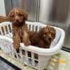 Small golden doodle puppies