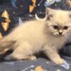 Lovable male kittens available at end of October.