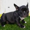 Exotic American Bully 