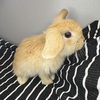 Bunnies holland lop babies