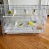 Frill Back Crested Budgies