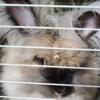  2 year old black tort vc english angora female