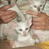 REGISTERED CLASSIC SIAMESE KITTENS - ASSORTED COLOURS