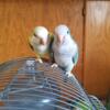 Bonded Quaker parrot pair male and female. (pending)