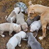 ABKC XL/Standard American bully pups 