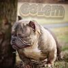 Adult Male Exotic Bully 