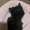 Russian blue American curl polydactyl kittens