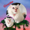 Goose Lilac Pointed Mitted Ragdoll