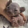 Dwelf, Bambino Girls And Boys Tica Registered With Breeding Rights Chicago IL