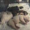 Puppies for sale in DFW - Wichita Falls Area