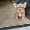  French bulldogs that was grow into amazingstud with good dna structure