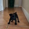 Patterdale game/hunting puppy