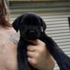 ICCF Registered Old school  cane Corso Puppies. They are big boned big headed