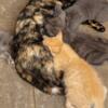 Sweet kitten, yellow tabby male. Also, 2 adult female calicos