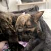 Female tortie cat available