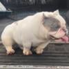 Exotic bully stud