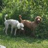Standard Poodle Pup