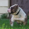 Merle Micro Female